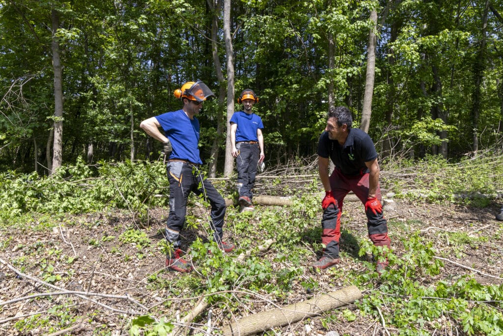 Baumschnitt-Team auf Waldlichtung