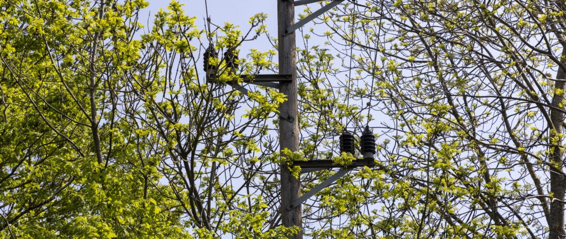 Freileitung in Baumkrone