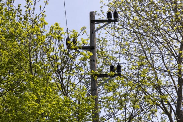 Freileitung in Baumkrone