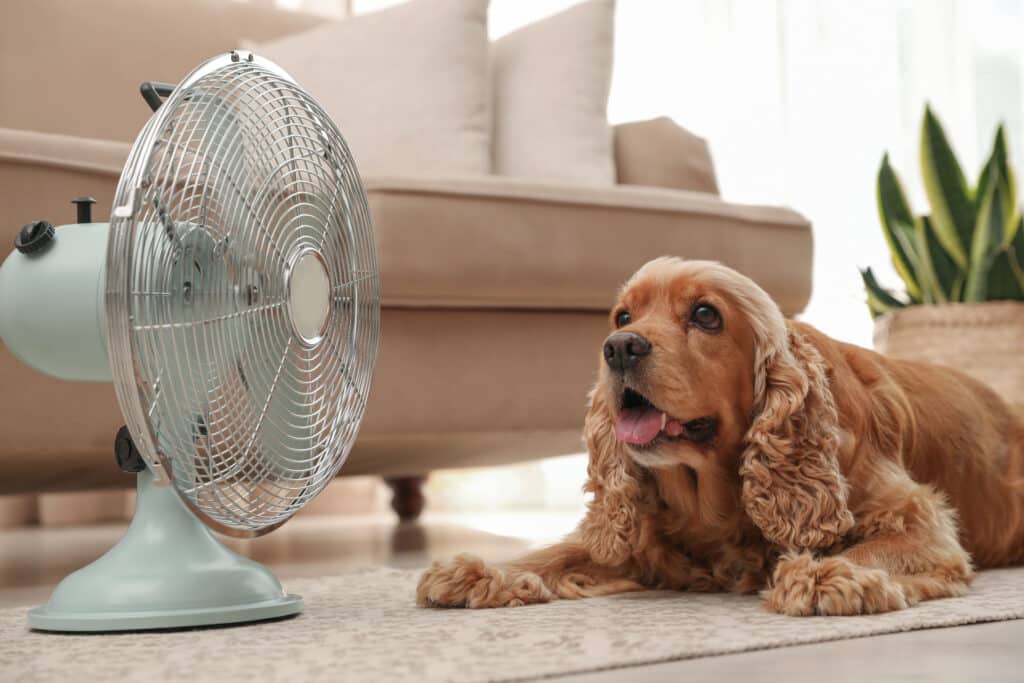 English Cocker Spaniel enjoying air flow from fan on floor indoors. Summer heat Ein Hund liegt vor einem Ventilator